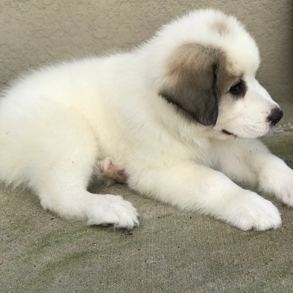 Meet your Posher, Rosa